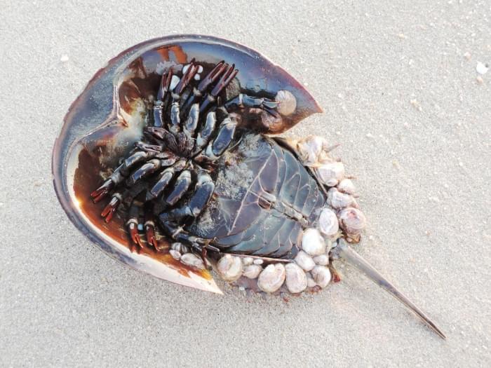 Horseshoe-Crab-1.jpg