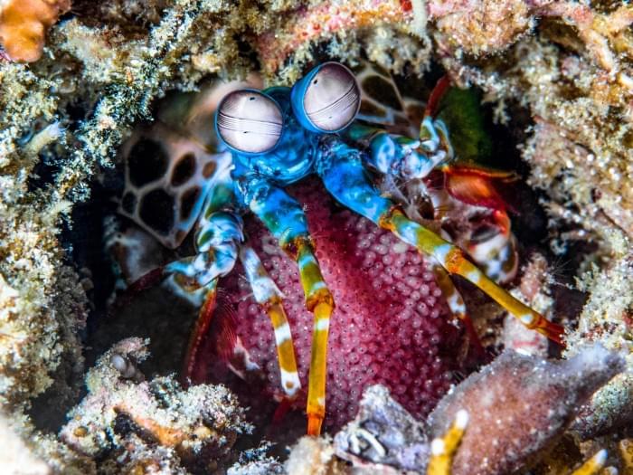 Peacock-Mantis-Shrimp.jpg