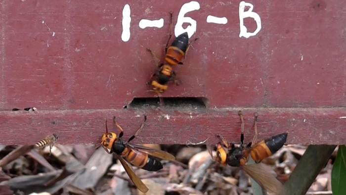 Giant-Murder-Hornets-Attack-Beehive-2048x1152.jpg