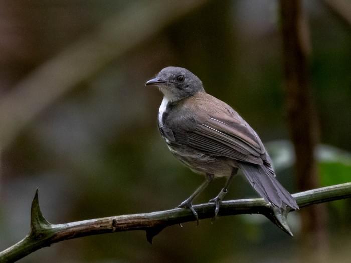 Corythopis_torquatus_-_Ringed_Antpipit;_Rio_Branco,_Acre,_Brazil_01.jpg