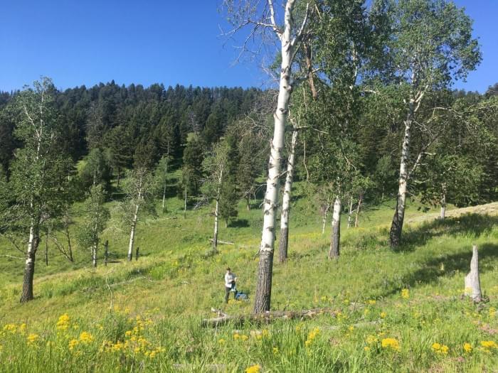 Measuring-Aspen-in-Yellowstone-National-Park-2048x1536.jpg