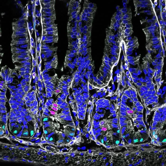 Mouse-Intestine-Cross-Section.jpg