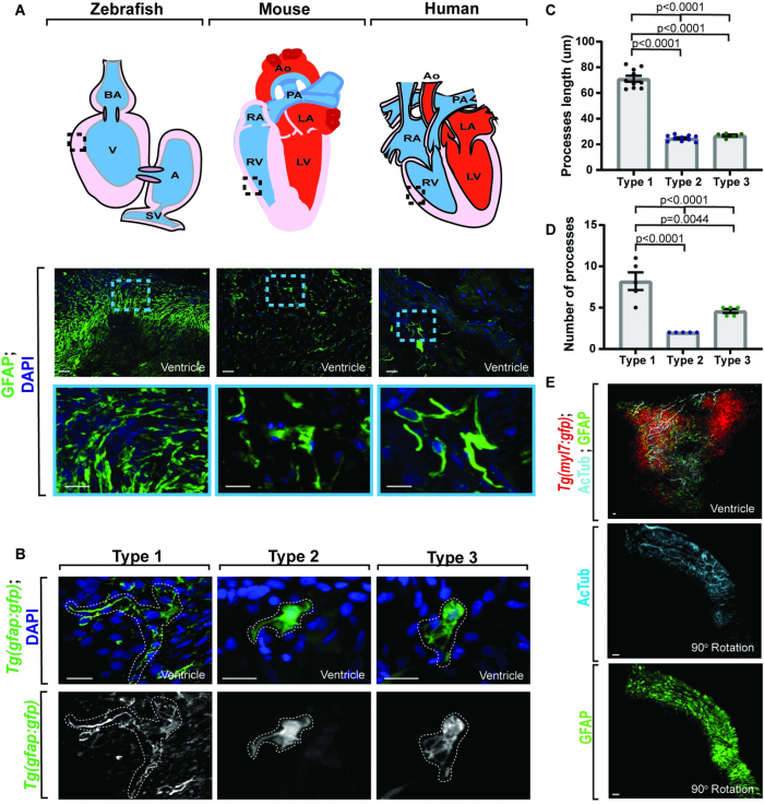 journal.pbio.3001444.g001.PNG