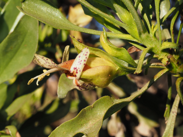 Eremophila galeata.png