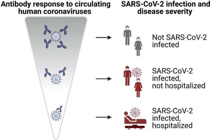 Strong-Antibody-Responses-Against-Harmless-Coronaviruses-777x517.jpg