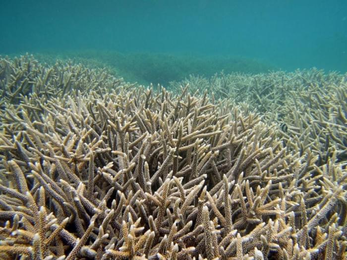 Healthy-Coral-Reef-Northern-Mariana-Islands-777x583.jpg