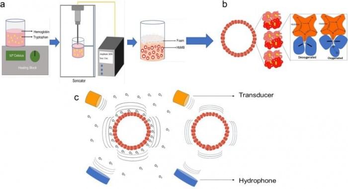 Blood-Oxygen-Levels-and-Acoustiscs-777x423.jpg