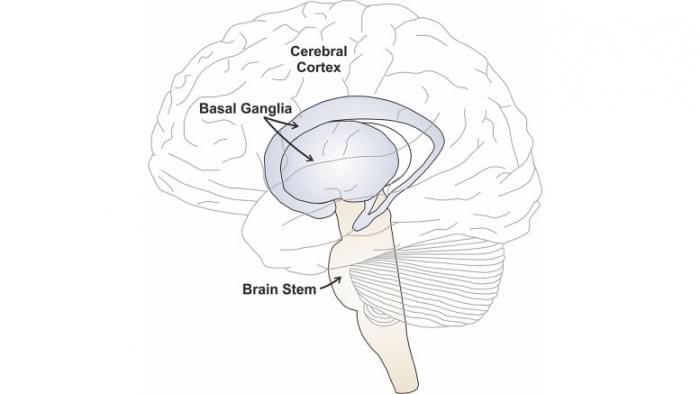 Neurocomputational-Modeling-and-Stuttering-777x437.jpg