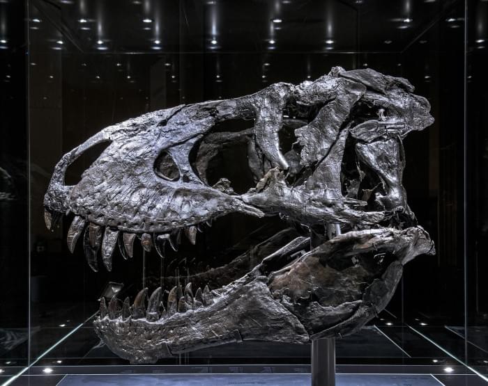 Tristan-Otto-Tyrannosaurus-rex-Skull.jpg