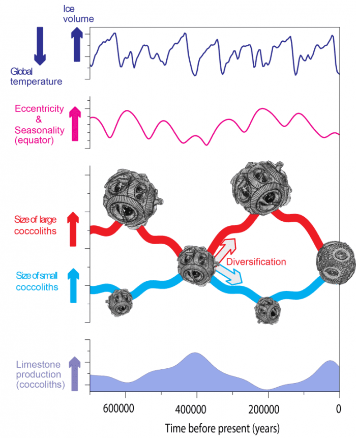 Diversity-of-Coccolithophores-777x956.png