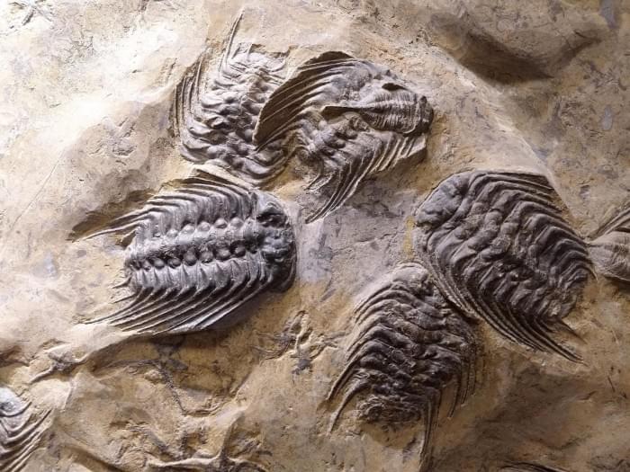 3Trilobite-Selenopeltis-2048x1536.jpg