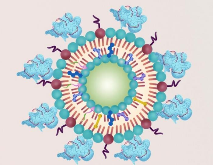 Ultrasound-Irradiation-Lipid-Nanoparticle.jpg