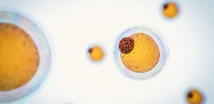 Fat-Cells-web.jpg