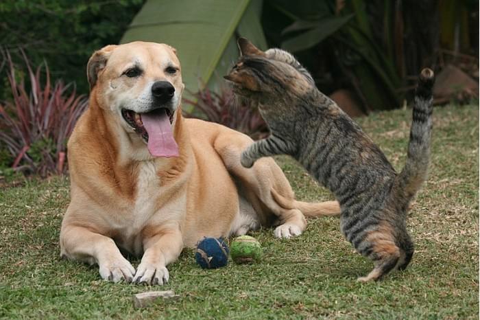 800px-Cat_and_Dog_Game.jpg