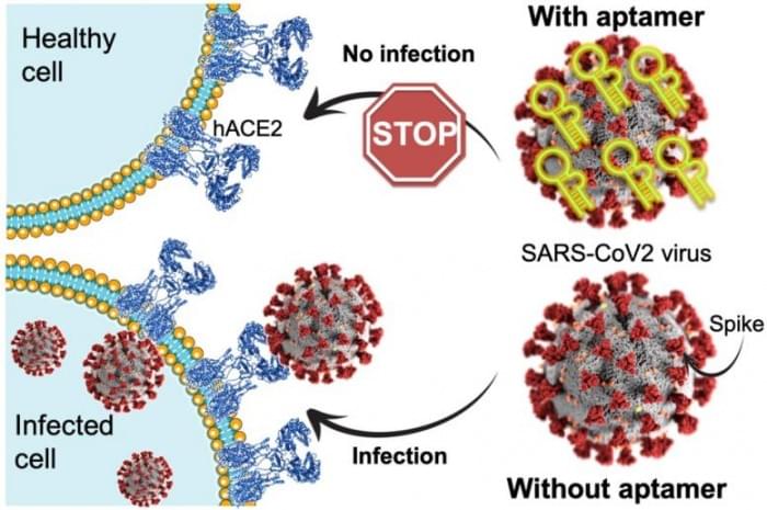 SARS-CoV-2-Virus-Spike-Recognizes-hACE2-Protein-777x516.jpg