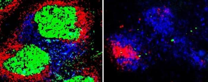 Fluorescent-Microscopy-of-T-and-B-Cells-777x307.jpg