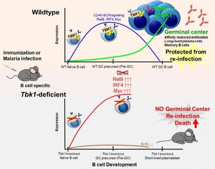 TBK1-Effect-Genes-777x608.jpg