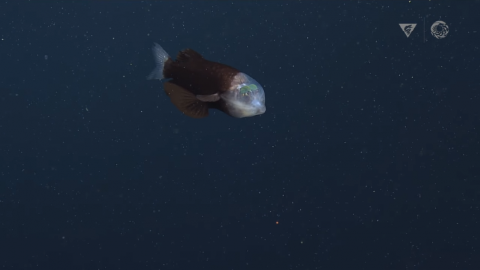 the-barreleye-fish-captured-by-mbari.png