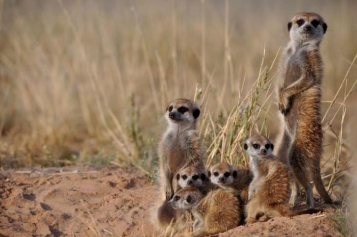 Meerkat-Group-777x516.jpg