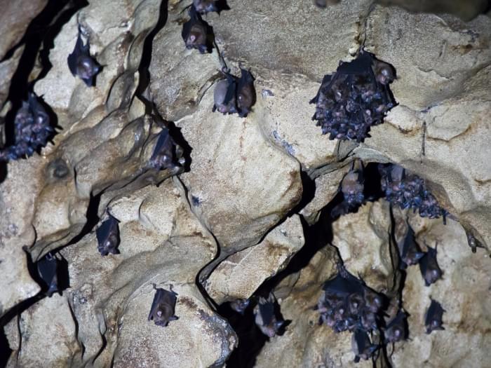 1Horseshoe-Bats-in-Borneo.jpg