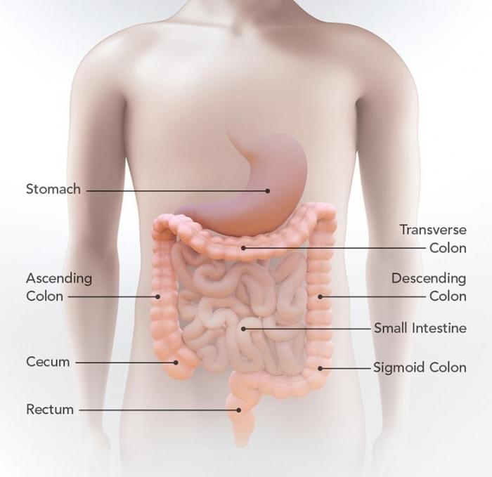 Colon-Illustration.jpg