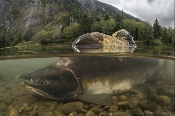 Melting-glaciers-may-create-new-Pacific-salmon-habitat-study-finds.jpg