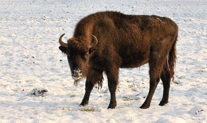 800px-Bison_bonasus_bonasus.jpg