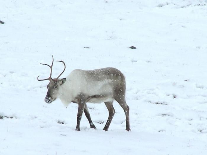 800px-Reindeer_(470183064).jpg