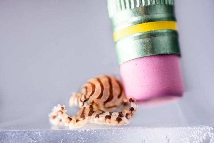 Pygmy-Zebra-Octopus-Hatchling-Octopus-chierchiae-777x518.jpg