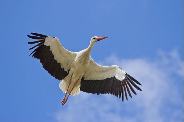 800px-Ciconia_ciconia_-_01.jpg