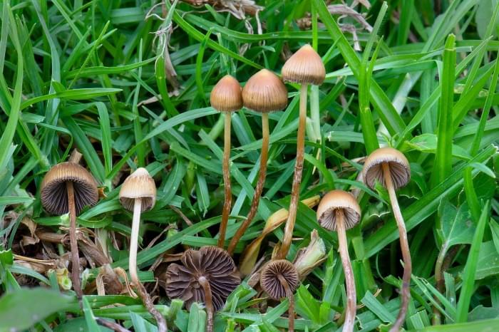 1599px-Psilocybe_mexicana_Veracruz.jpg