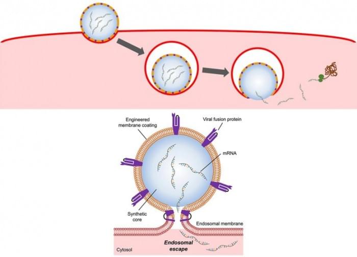 Endosomal-Escape-777x559.jpg