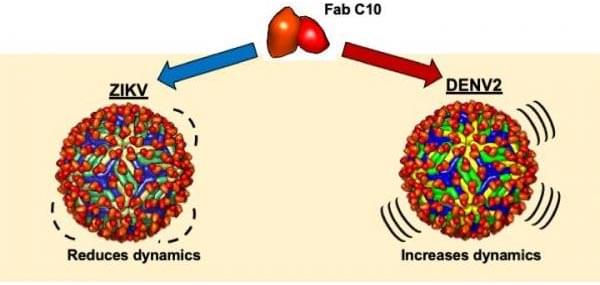 Antibody-Can-Neutralize-Zika-and-Dengue-Viruses.jpg