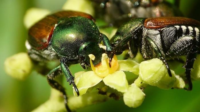 800px-Japanese_Beetle_(14903709119).jpg