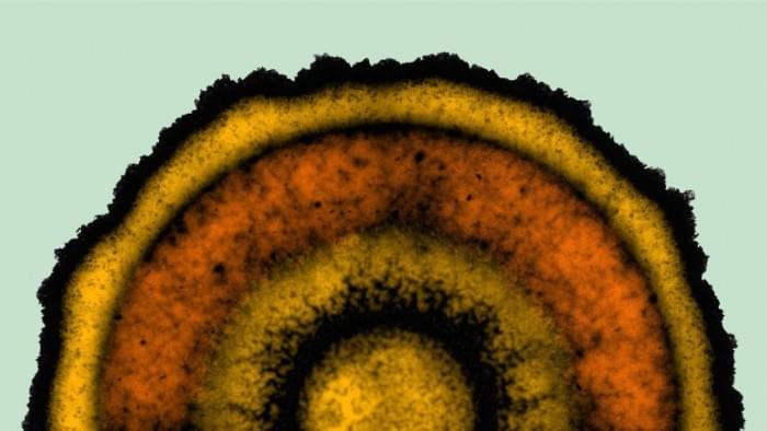 Biofilm-Stripe-Patterns-777x437.jpg