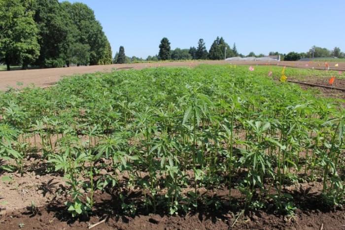 Hemp-Field-777x518.jpg