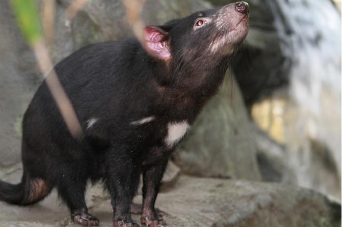 tasmanian-devil-185719_1280.jpg