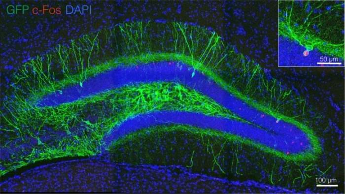 Engram-Cell-777x437.jpg