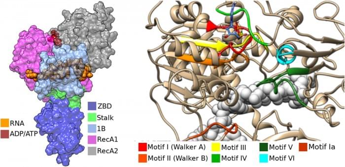 sciadv.abj4526-f1.jpg