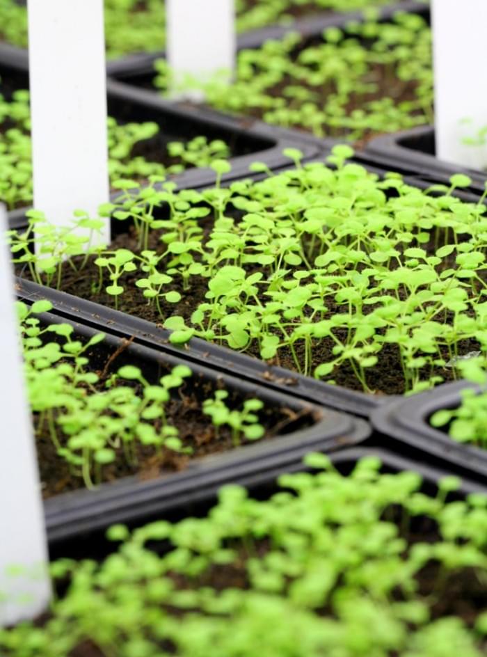 Thale-Cress-in-Greenhouse-759x1024.jpg