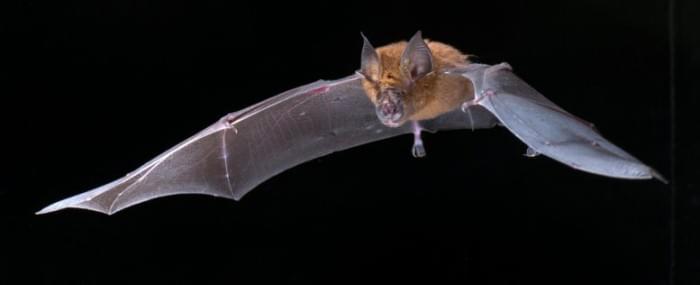 Rhinolophus-rouxi-Bat-777x316.jpg