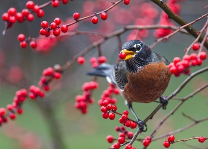 Robin-Eating-Winterberry-777x555.jpg