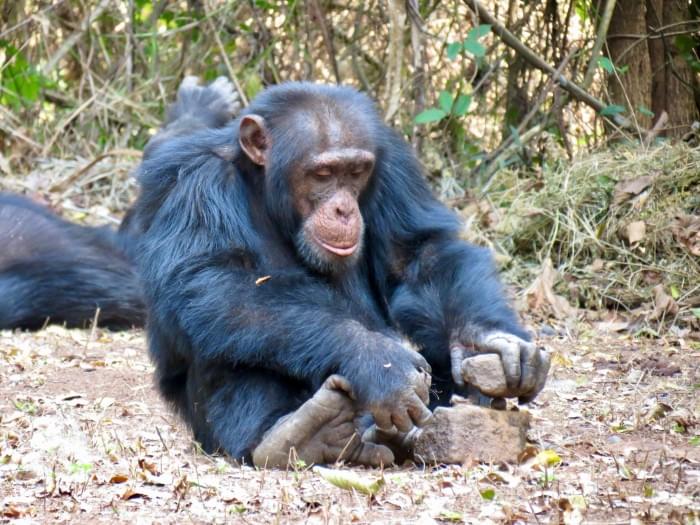 2Chimpanzee-Cracking-Nut-With-Stones-2048x1536.jpg