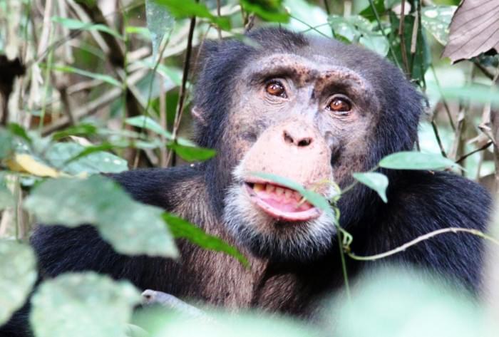 3Chimpanzee-in-Nimba-Mountains-2048x1383.jpg