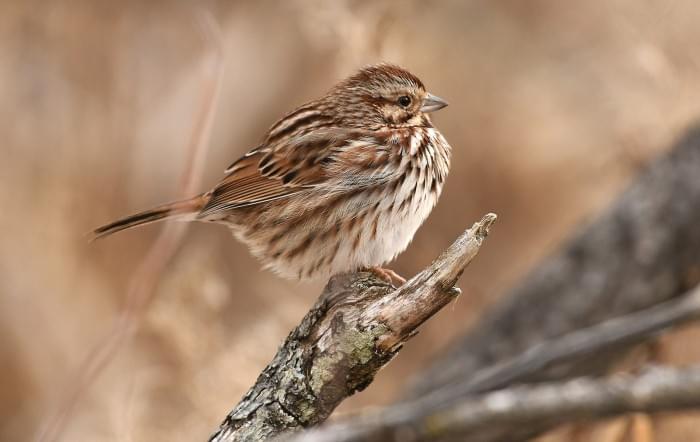 1600px-Song_Sparrow_(197298651).jpeg