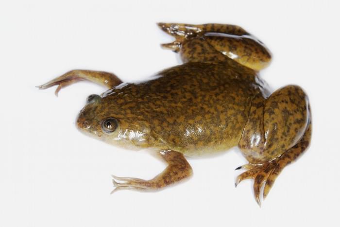 Xenopus_laevis_02.jpg