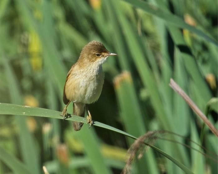 African-Reed-Warbler.jpg