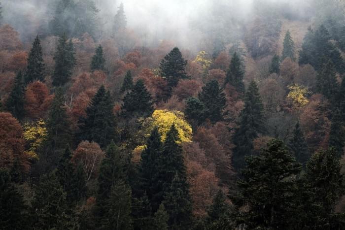 2Mixed-Mountain-Forest-Bavarian-Alps-Germany.jpg