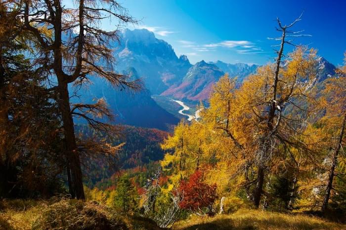 4Spruce-Beech-and-Larch-Mixed-Forest.jpg