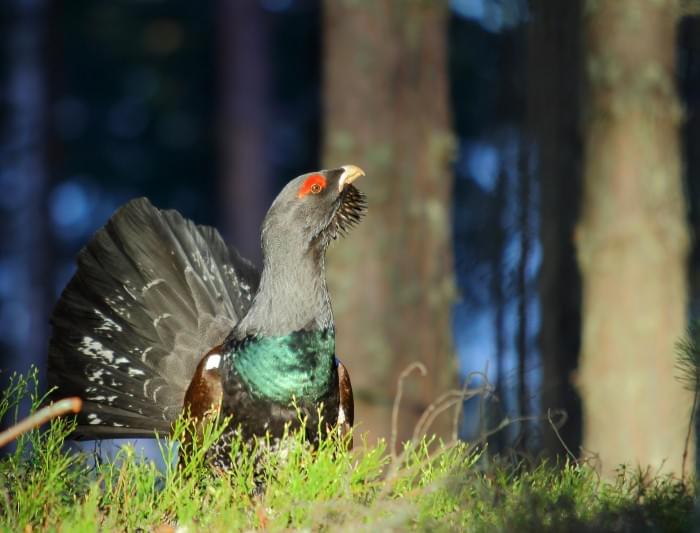 5Western-Capercaillie-Tetrao-urogallus.jpg